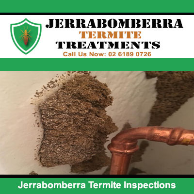 Termite inspection in mud tube on wall in Jerrabomberra